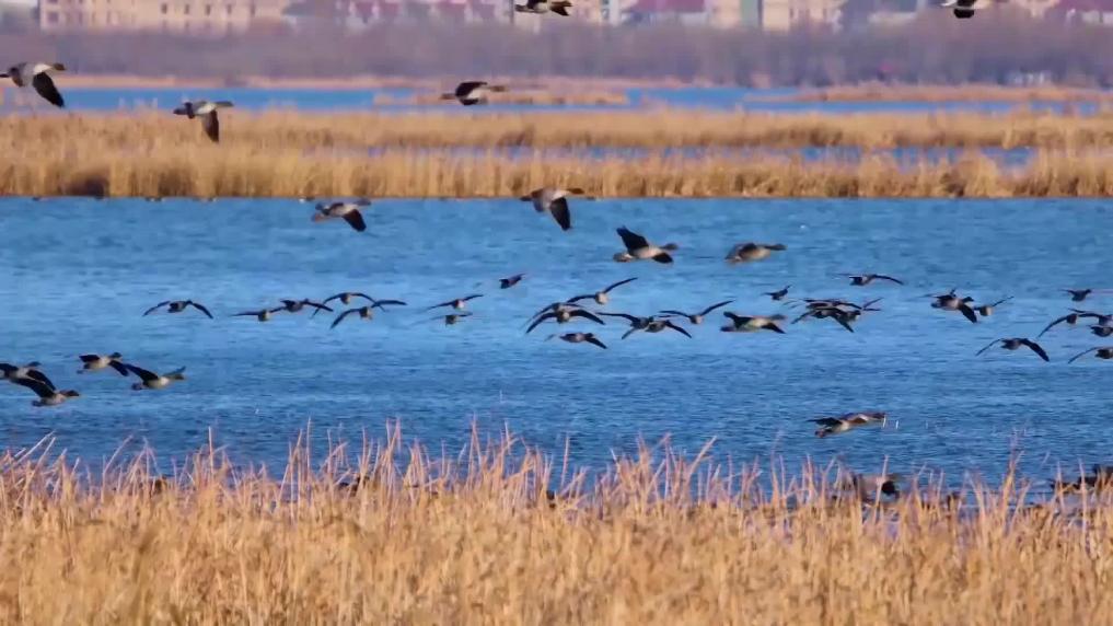 Endangered black storks sighted in north China wetlands
