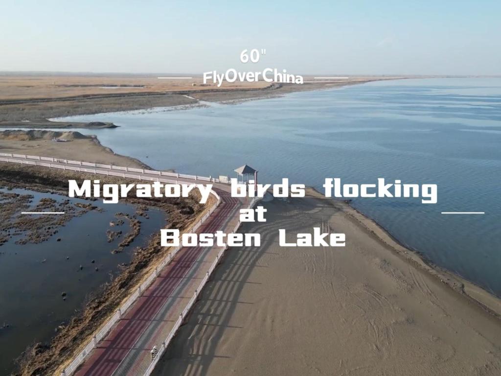 Migratory birds flocking at Bosten Lake in NW China's Xinjiang