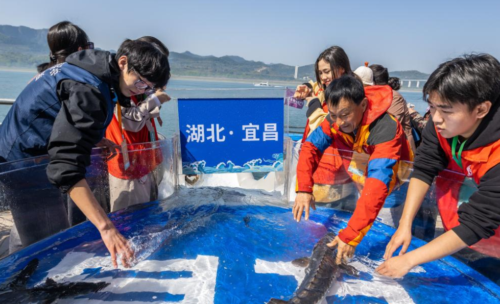 Over 200,000 Chinese sturgeons released into Yangtze River