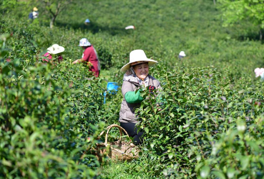 Tea gardens enter harvest season in Anhui, E China