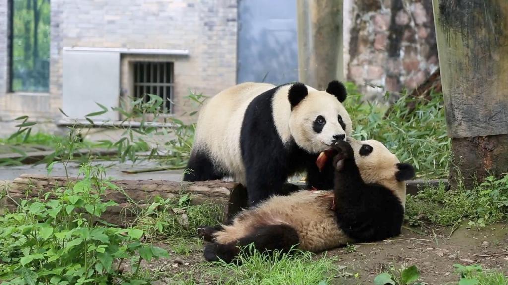 Diplomatic envoys in China's Sichuan: An encounter with giant pandas