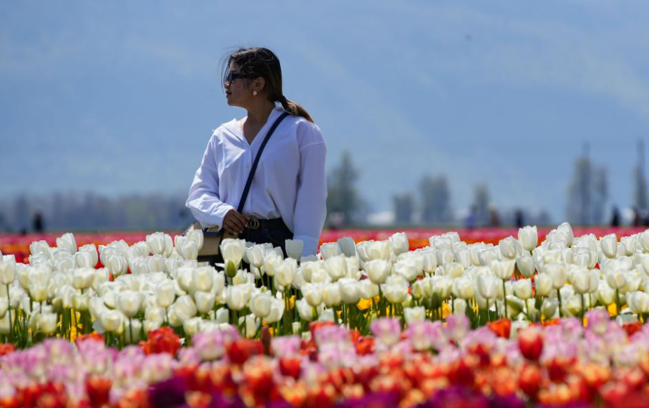 Abbotsford Tulip Festival kicks off in Canada