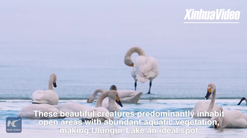 Migrating Tundra Swans arrive at Ulungur Lake, China