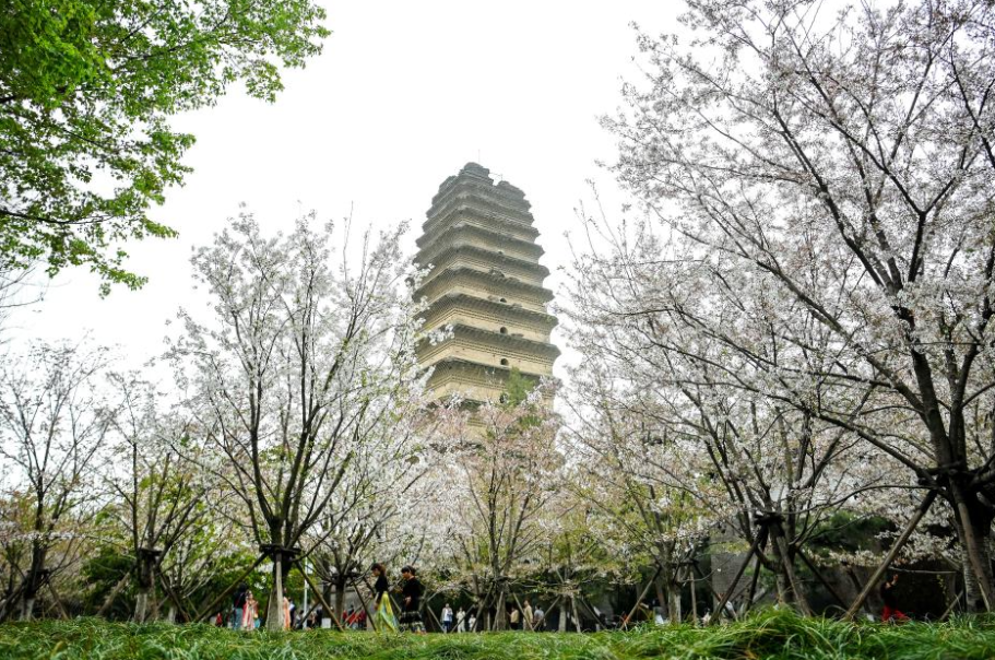 NW China's Xi'an attracts tourists with beauty of flowers and cultural sites