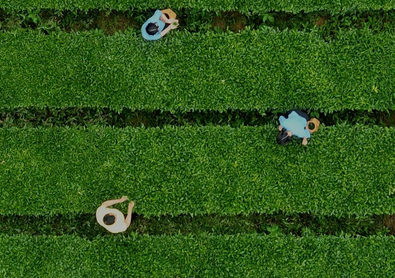 SE China's Fujian develops tea industry to increase local villagers' income