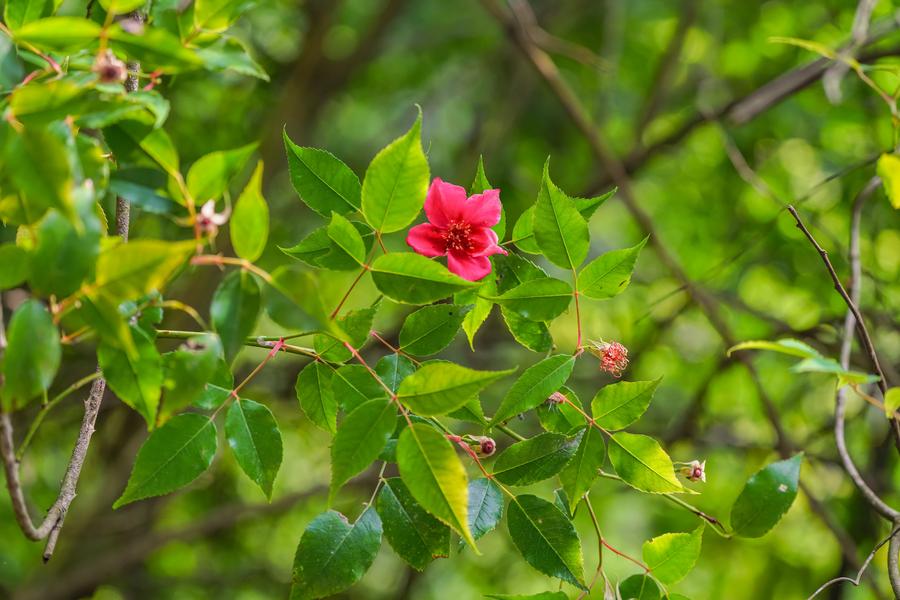 Endangered China rose species spotted in SW China
