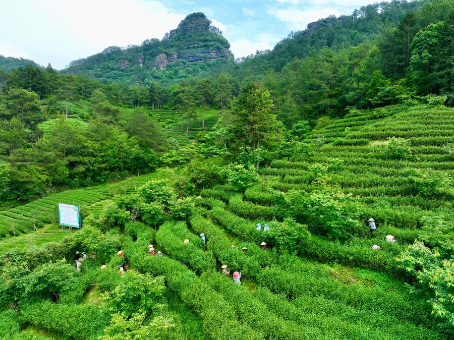 Tea-culture exchange brews stronger China-Africa ties