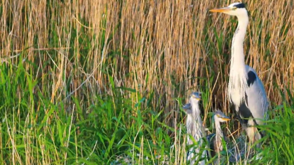 Wetland in N China becomes paradise for migratory birds