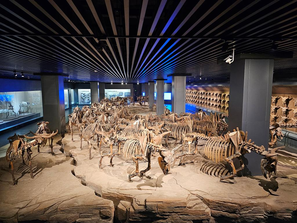 Digital museum brings prehistoric animals back to 