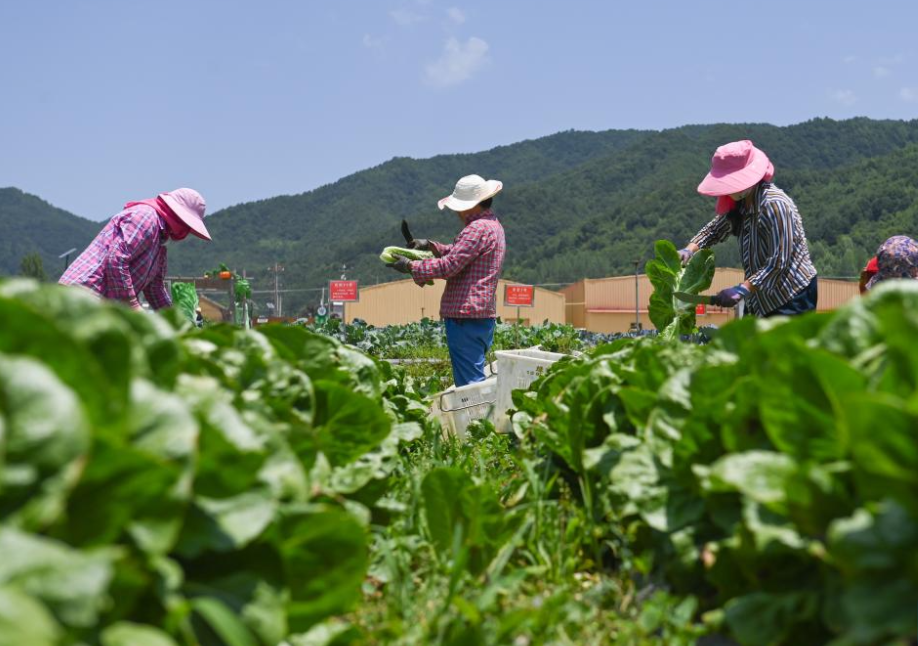 China's Baoji promotes green development of agriculture