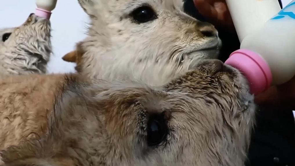 Tibetan antelopes migrate to NW China's Hoh Xil