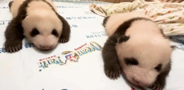 Hong Kong-born giant panda cubs leave incubators, develop distinctive markings