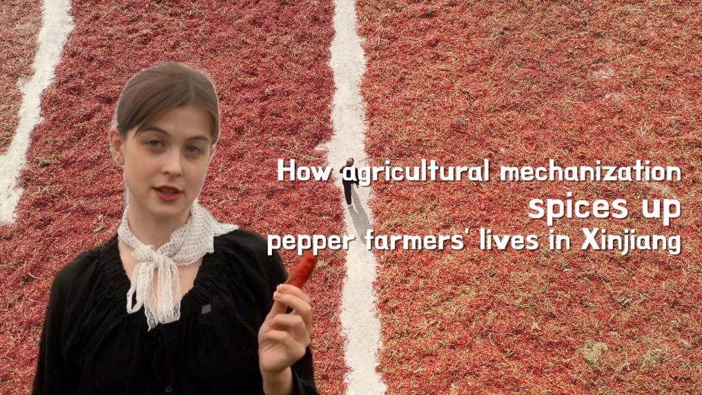 How agricultural mechanization spices up pepper farmers' lives in Xinjiang