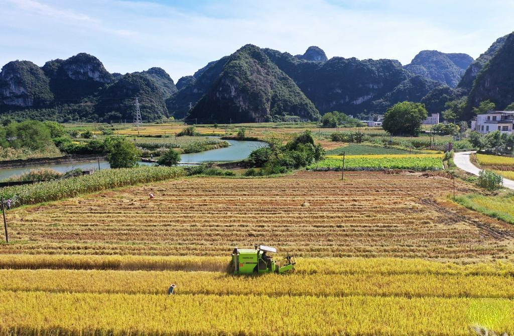 Harvest season of late rice begins in south China