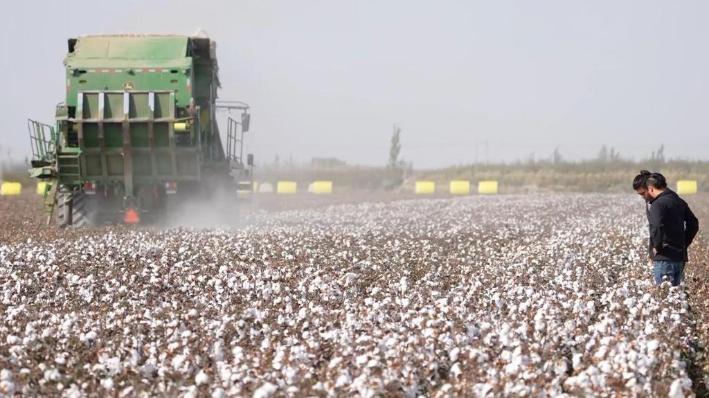 Young farmers in Xinjiang gamify cotton growing