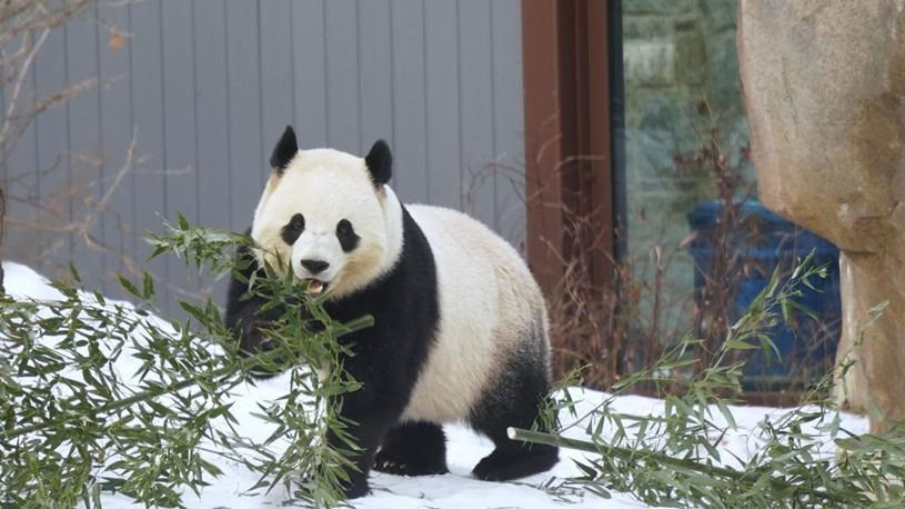 Giant panda couple makes public debut in Washington