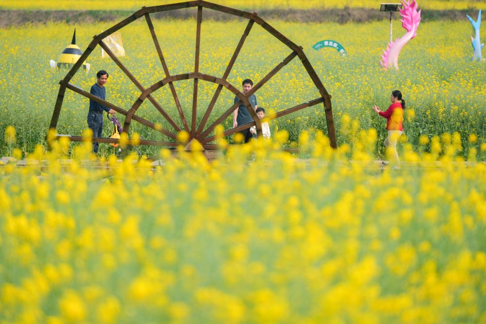 Hunan: Belleza de flores de colza en plena floración