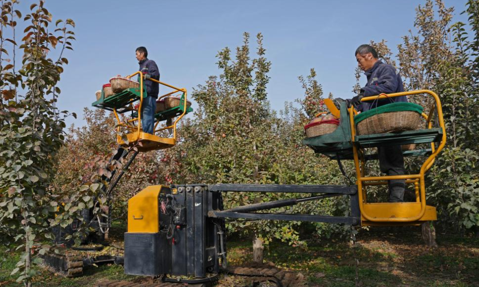 Staff members harvest apples in Alaer City, China's Xinjiang