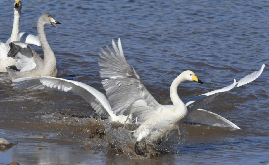 Swans rest in Qingshui River at Miyun Reservoir basin in Beijing
